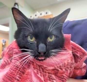 Photo of Hansel (formerly Ansel) - FIV+