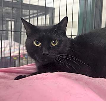 Photo of Dahlia