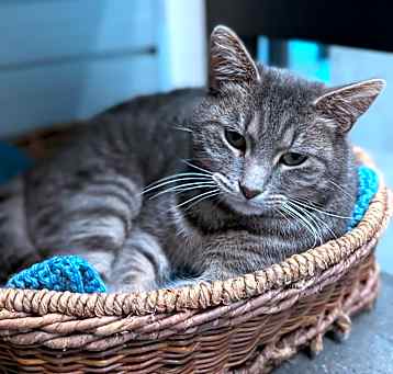 Photo of Nala