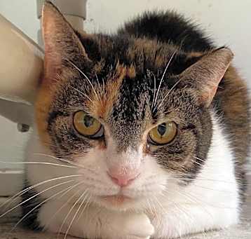 Photo of Uma