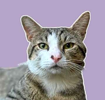 Photo of Yoshi Wallace