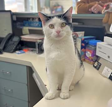 Photo of Oreo