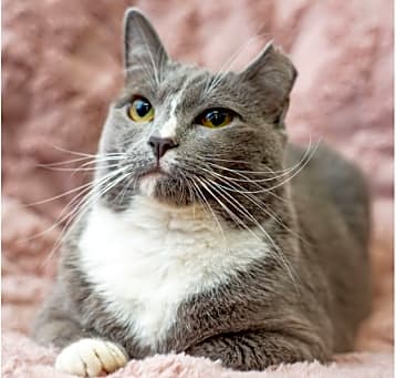 Photo of Chibo
