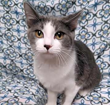 Photo of Olive