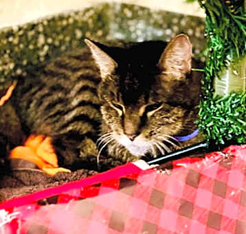 Photo of Rudolph