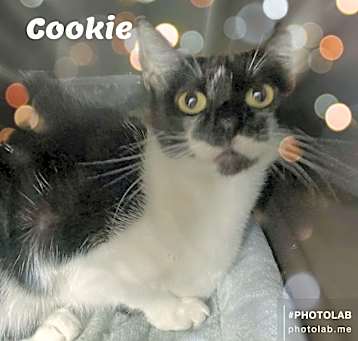 Photo of Cookie