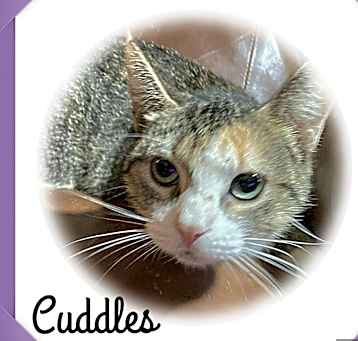 Photo of Cuddles