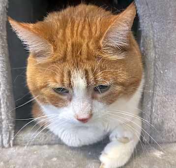 Photo of Cheeto