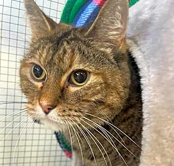 Photo of Peanut