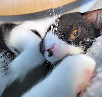 Photo of Milli