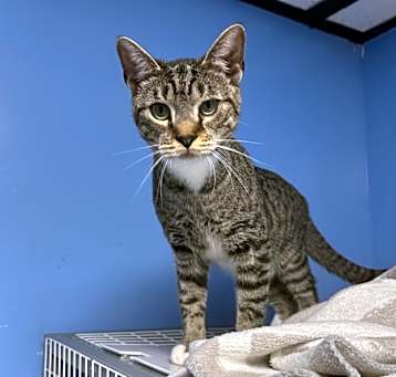 Photo of Jinx