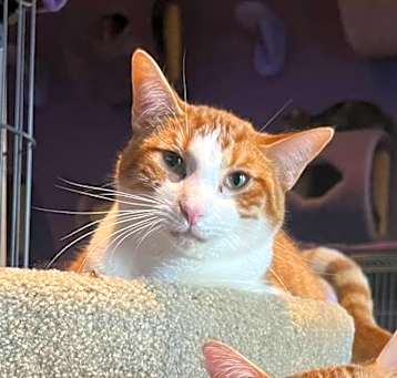 Photo of Shiloh