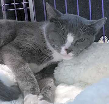 Photo of Moon Pie