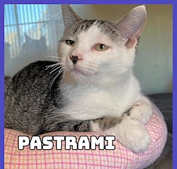 Photo of Pastrami