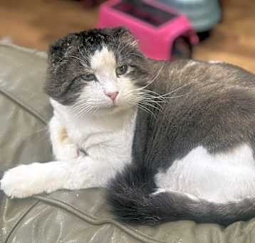 Photo of Tookie