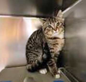 Photo of Tinkerbell