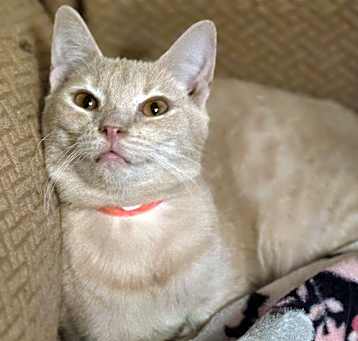 Photo of Guava