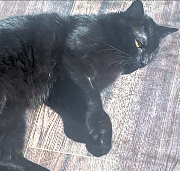 Photo of Winky
