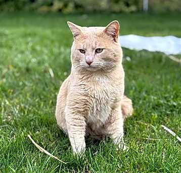Photo of SIMBA