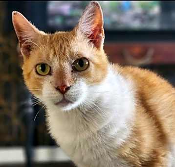 Photo of Dilly