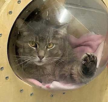 Photo of pudge