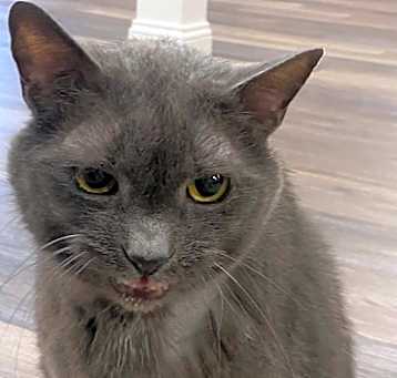 Photo of Mojo