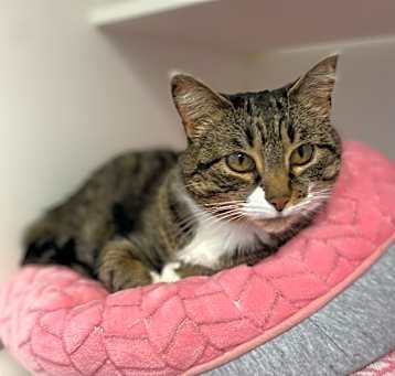 Photo of Acorn