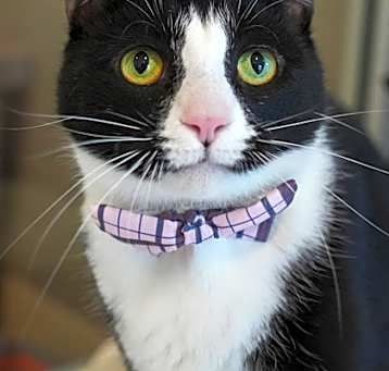 Photo of Scout 55368