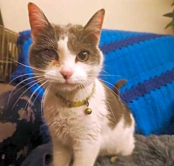 Photo of Silverbell