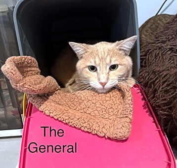 Photo of General