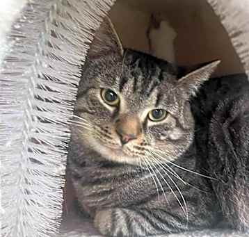 Photo of smokey