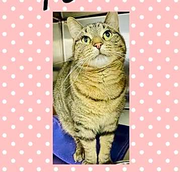 Photo of Pebbles