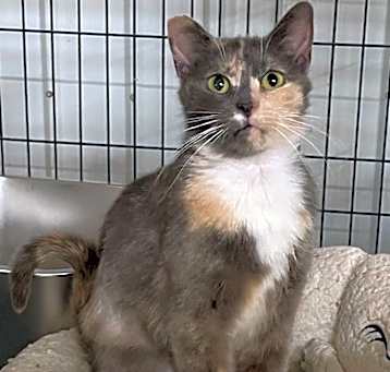 Photo of Cashmere