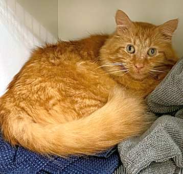 Photo of Garfield