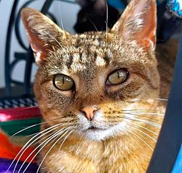Photo of Luna (bonded with Leo)