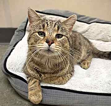 Photo of Samson