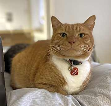 Photo of Morris