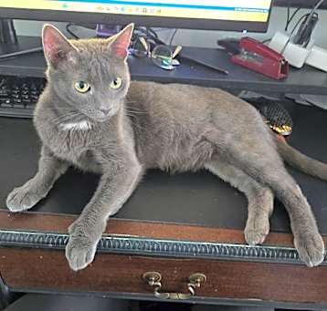 Photo of Syrus