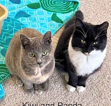 Photo of Kiwi