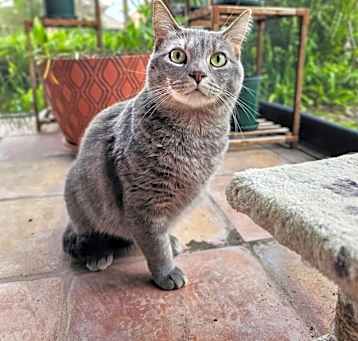 Photo of Gracie (Port Orange) TRIPOD