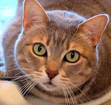 Photo of Miss Kitty