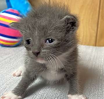 Photo of Smokey