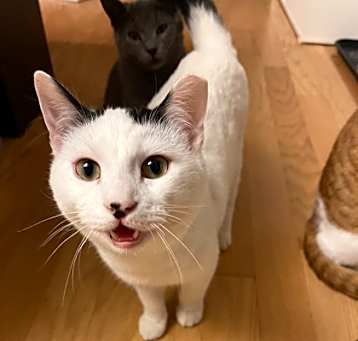 Photo of Cheese