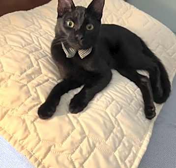 Photo of Zenny