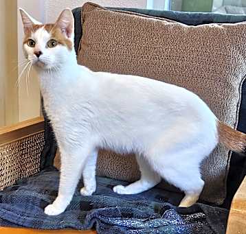Photo of Josie