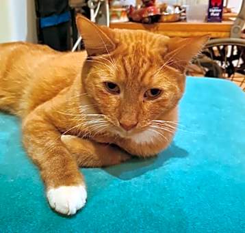 Photo of Waldorf (Bonded with Statler)