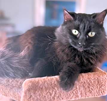 Photo of Cinder