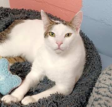Photo of Scampi
