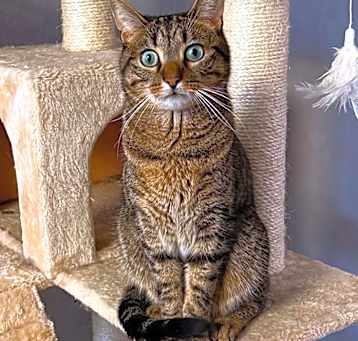 Photo of Niko