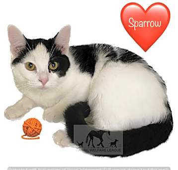 Photo of SPARROW